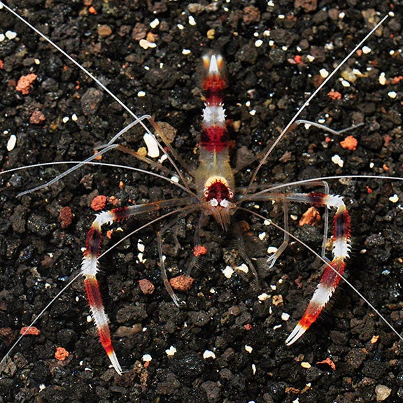 Banded Coral Shrimp