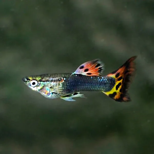 Dragon Cobra Guppy, Male