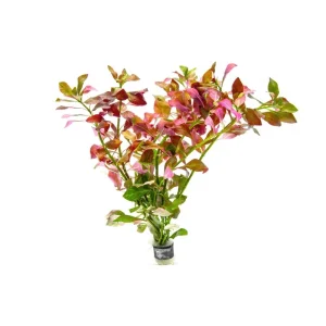 Ludwigia Ovalis