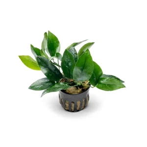 Anubias Nana Peacock