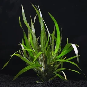 Hygrophila Angustifolia