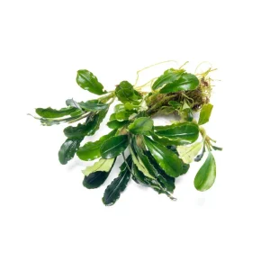 Bucephalandra Purple Adonis
