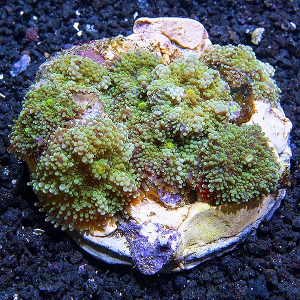 Green Ricordea Mushroom Coral - Image 2
