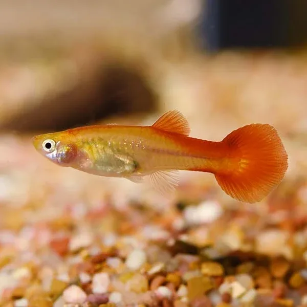 Red Flamingo Guppy, Female