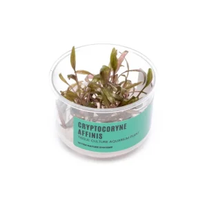 Cryptocoryne Affinis UNS Tissue Culture