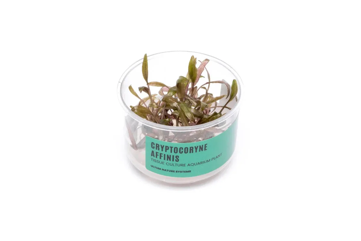 Cryptocoryne Affinis UNS Tissue Culture