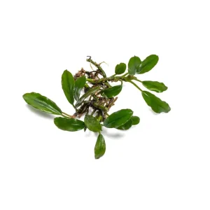 Bucephalandra Thick Brown