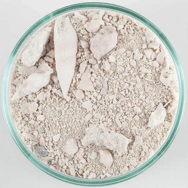 CaribSea® Ocean Direct Caribbean Live Sand