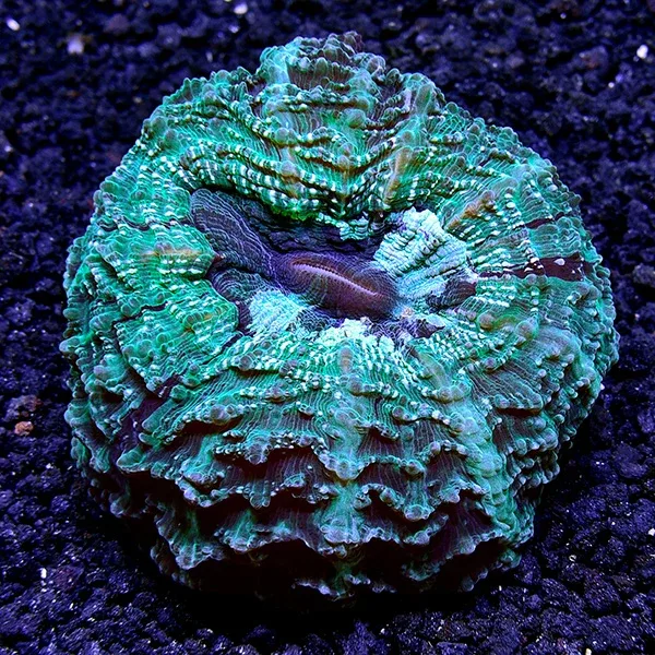 Australian Doughnut Coral - Image 2