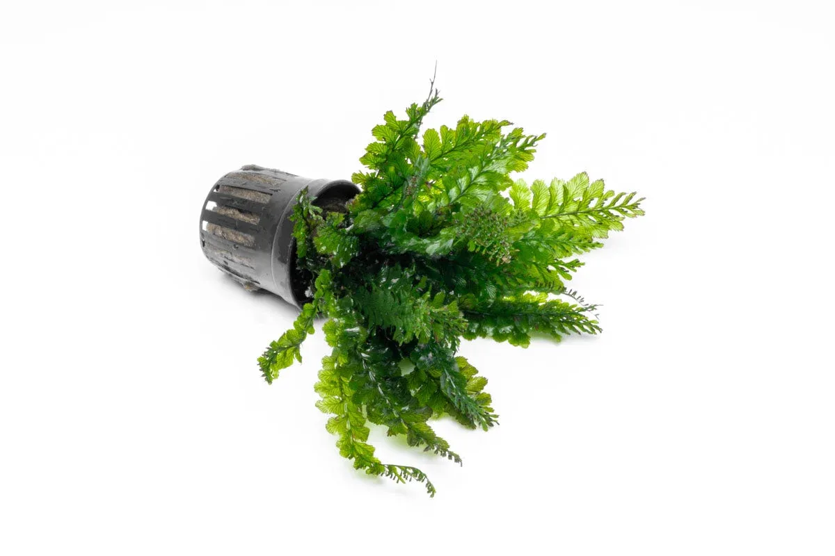 Trichomanes Javanicum Borneo Fern - Image 2