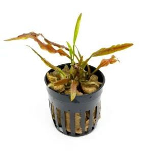 Cryptocoryne Albida Costata