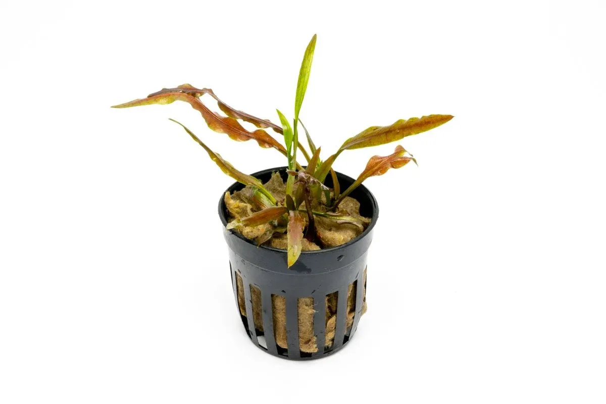 Cryptocoryne Albida Costata