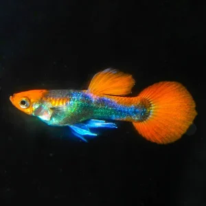 Red Head Black Guppy, Male