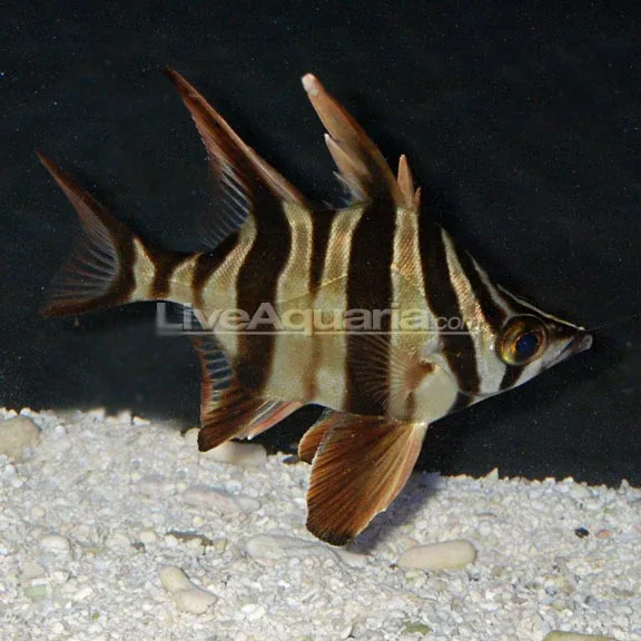 Old Wife Fish