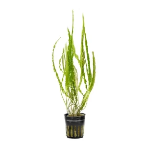 Cryptocoryne Balansae