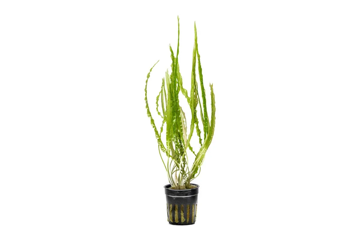 Cryptocoryne Balansae