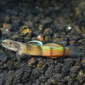 Flying Arrow Goby