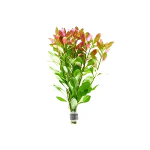 Ludwigia Repens