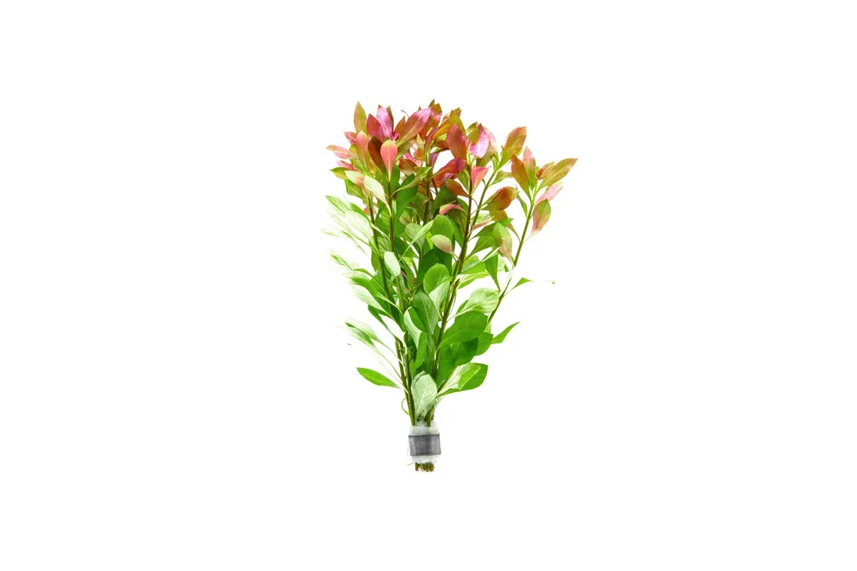 Ludwigia Repens