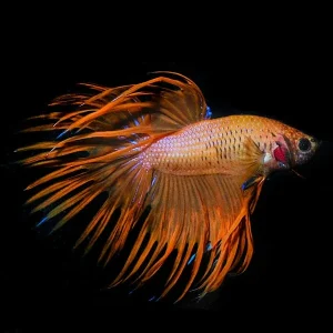 Orange Crowntail Betta, Male