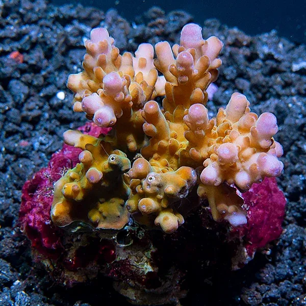 Pink Acropora loripes