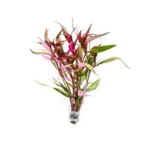 Persicaria Hydropiper