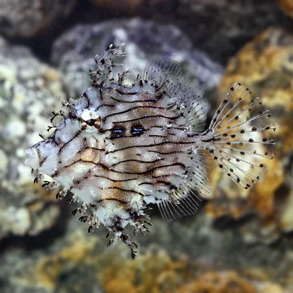 Tassle Filefish