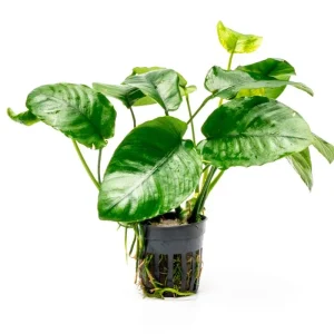 Anubias Barteri 'Wrinkle Leaf'