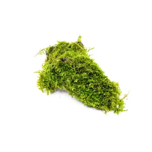Christmas Moss on Driftwood