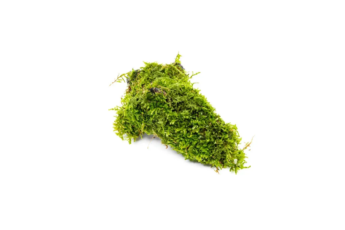 Christmas Moss on Driftwood