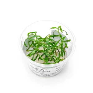 Heteranthera Zosterifolia Aquatic Farmer Tissue Culture