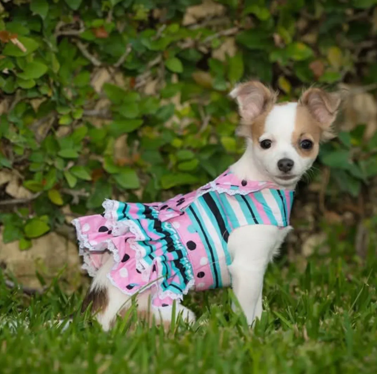 Pink and Teal Dots & Stripes Harness Dress with Matching Leash - Image 2