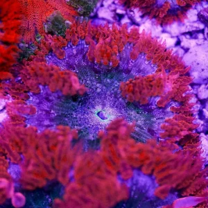 Rock Flower Anemone, Premium 2" to 3" WYSIWYG