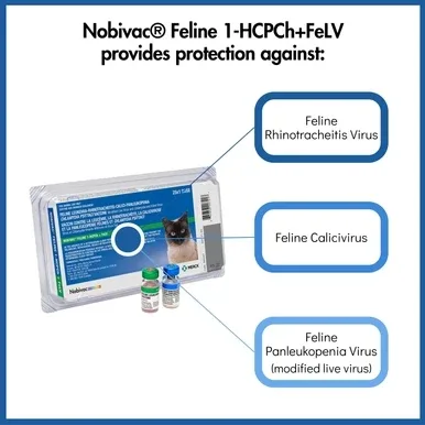 Nobivac® Feline 1-HCPCh+FeLV - Image 2