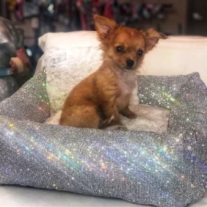 Crystal Collection Luxury Pet Bed in Imperial SIlver