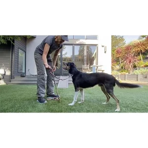 Clean Run Loose Leash Walking Made Simple