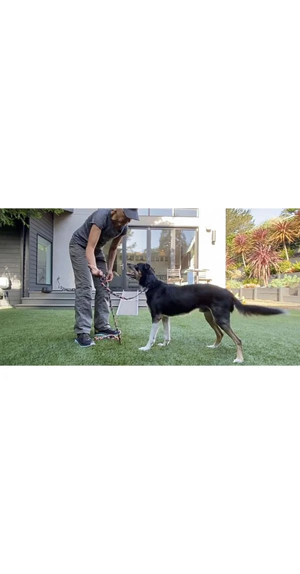 Clean Run Loose Leash Walking Made Simple