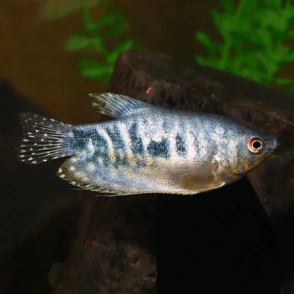 Opaline Gourami