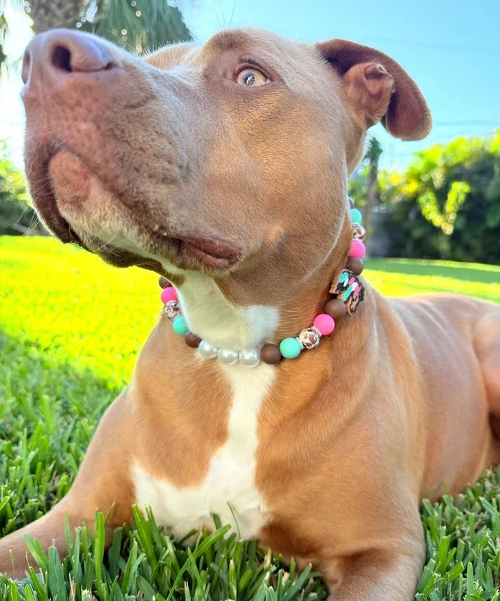 Neon Mustang Beaded Collar - Image 2