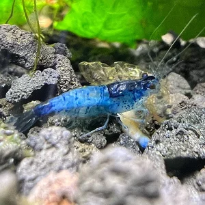 Blue Carbon Shrimp