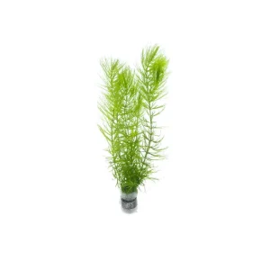 Ceratophyllum Demersum/ Hornwort