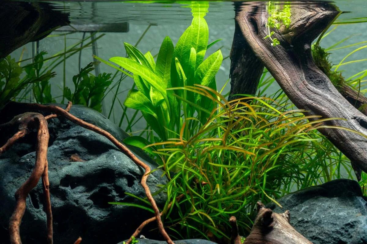 Echinodorus Peruensis - Image 2