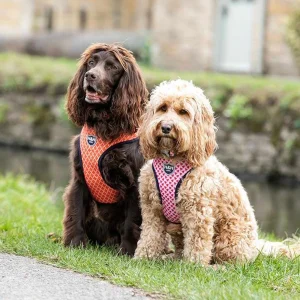 Hugo & Hudson Geometric Dog Harness
