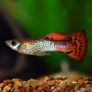 Red Cobra Guppy, Male