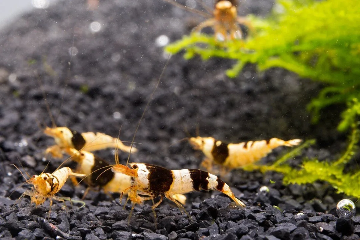 Crystal Black Shrimp (S-SS Grade) - Image 2