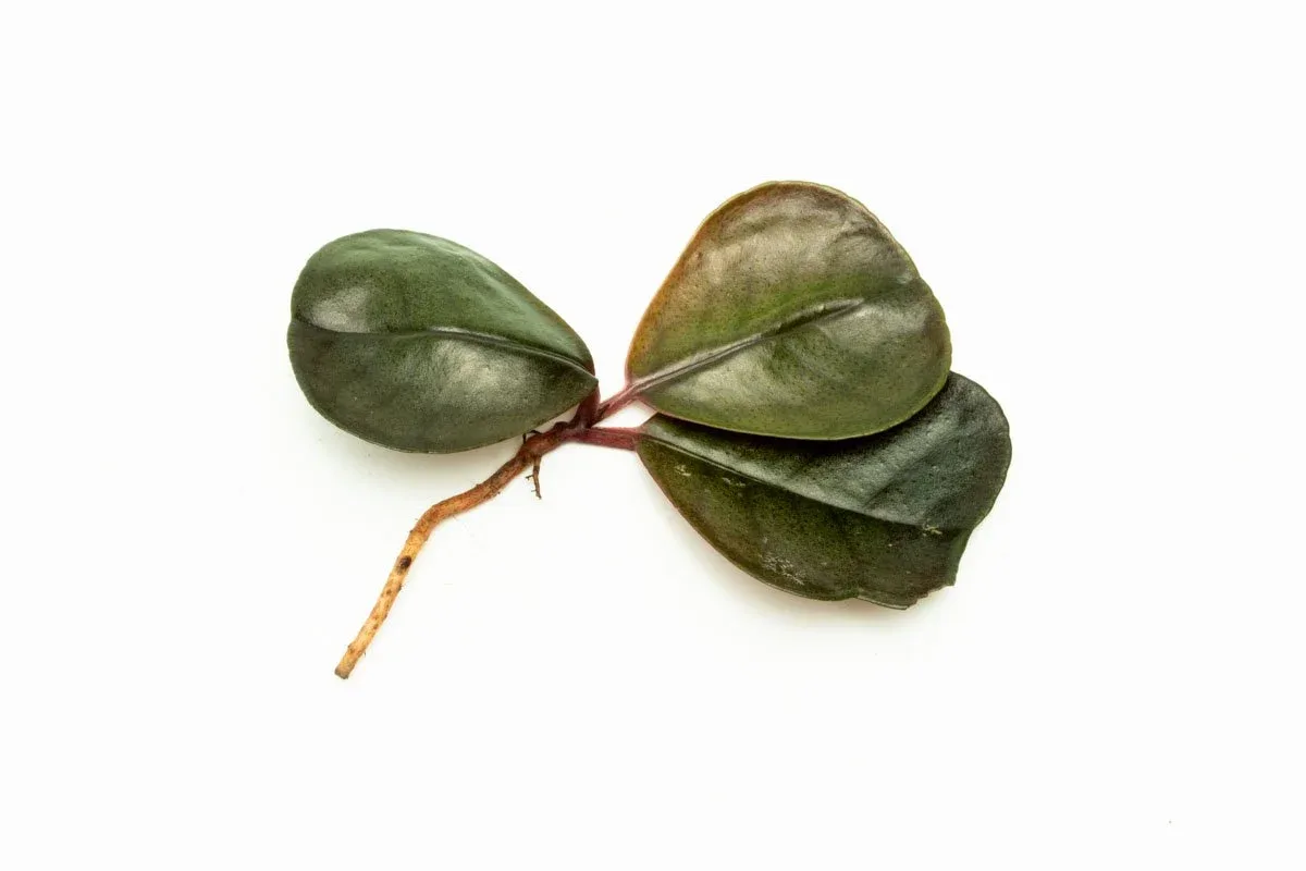 Ardisia Sp Green - Image 2