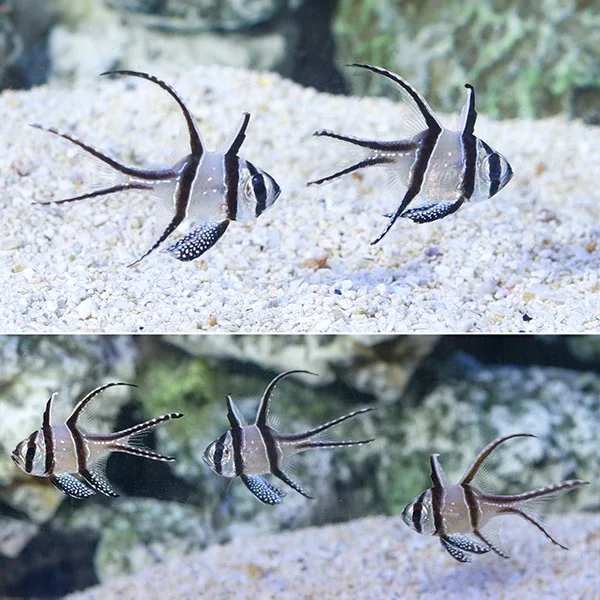 Kaudern’s Cardinalfish Trio with 2 FREE Kaudern’s Cardinalfish