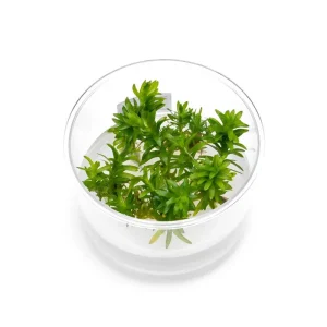 Tonina Fluviatilis Tissue Culture