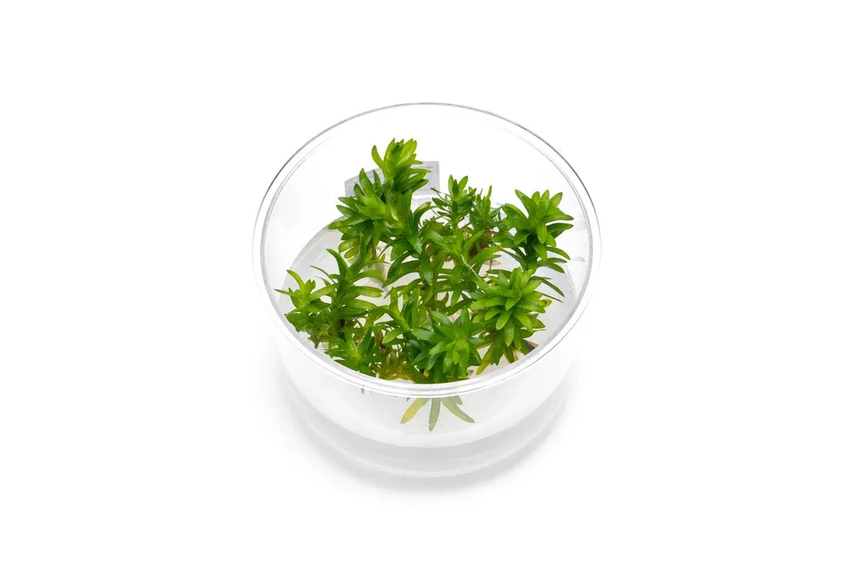 Tonina Fluviatilis Tissue Culture
