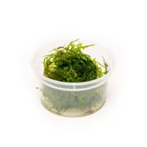 Vesicularia Sp Anchor Moss